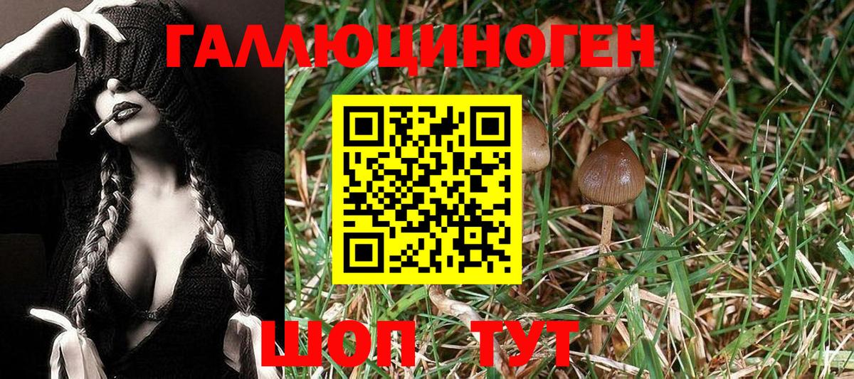 Галлюциногенные грибы Psilocybine cubensis  Вход с VPN  Псилоцибиновые грибы мухоморы  Гусь-Хрустальный 